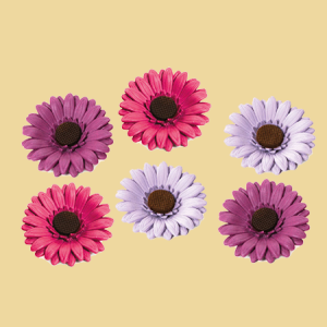 Gerbera Zuckerblume 3 versch. Farben